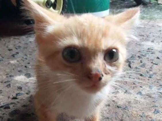Gato ra a Srd idade Abaixo de 2 meses nome Mimo