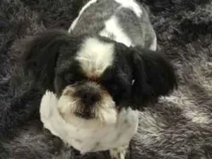 Cachorro raça Shitszu  idade 2 anos nome Olavo