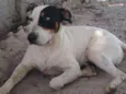 Pirata