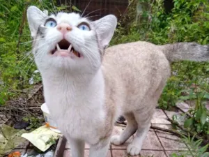 Gato raça Srd com siames  idade 7 a 11 meses nome Leonardo 