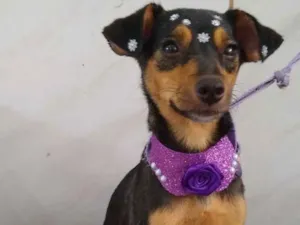 Cachorro raça SRD  idade 2 anos nome Vitória 