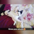 Filhote