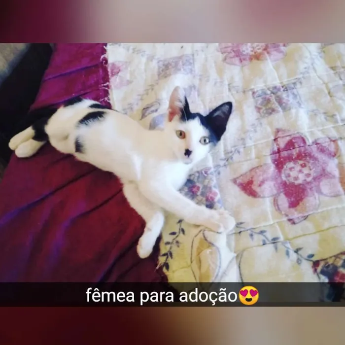 Gato raça Srd idade 2 a 6 meses nome Filhote