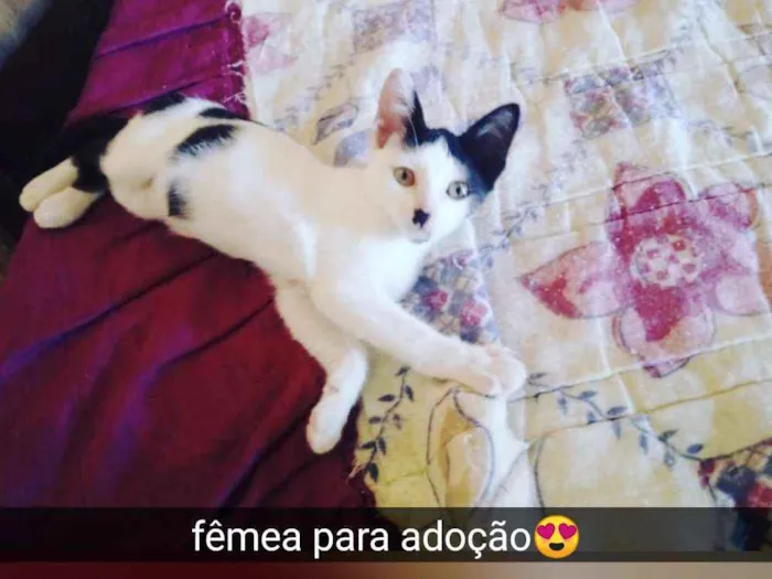 Gato raça Srd idade 2 a 6 meses nome Filhote