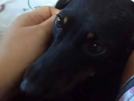 Cachorro ra a Vira-lata idade 2 anos nome Nina