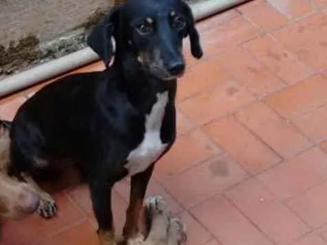 Cachorro ra a Vira-lata idade 2 anos nome Nina