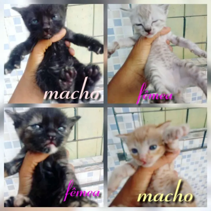 Gato raça Srd idade Abaixo de 2 meses nome Filhotes