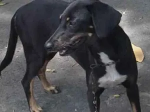 Cachorro raça Vira-lata idade 2 anos nome Nina