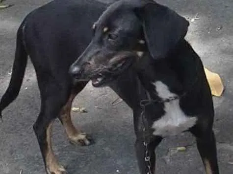 Cachorro ra a Vira-lata idade 2 anos nome Nina