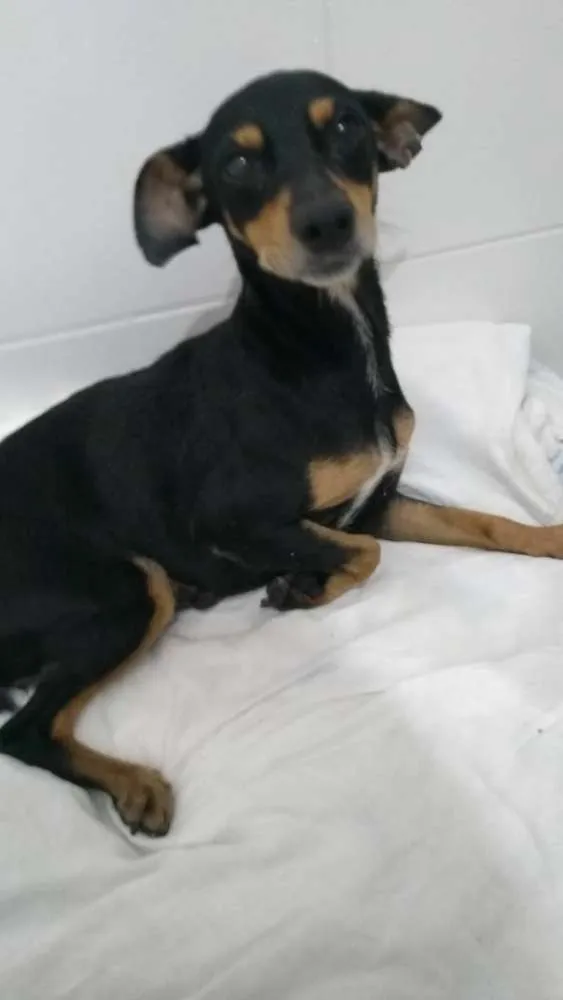 Cachorro raça Não sei  idade 2 anos nome Não sei 