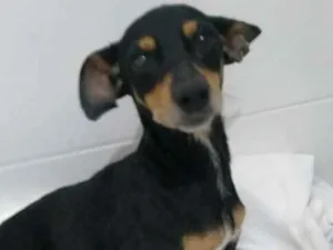 Cachorro raça Não sei  idade 2 anos nome Não sei 