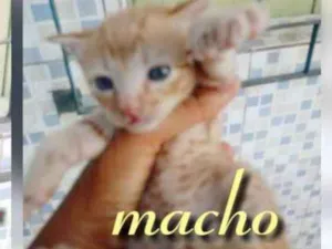 Gato raça Srd idade Abaixo de 2 meses nome Filhotes