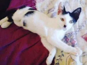 Gato raça Srd idade 2 a 6 meses nome Filhote