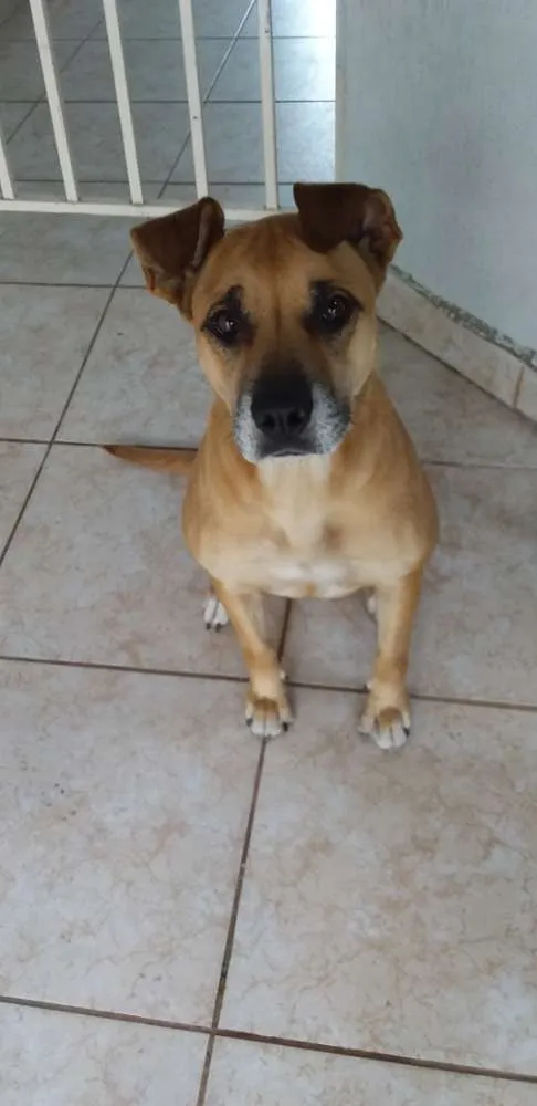 Cachorro ra a SRD idade 4 anos nome Amora