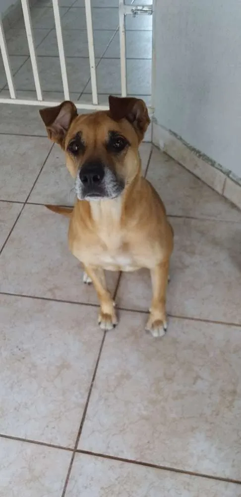 Cachorro ra a SRD idade 4 anos nome Amora