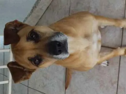 Cachorro ra a SRD idade 4 anos nome Amora