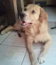 DINGO