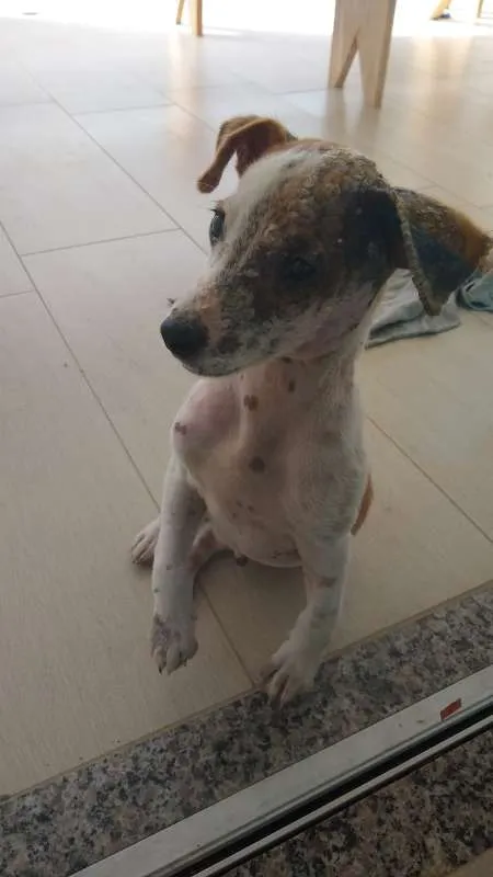 Cachorro raça VIRA LATA idade 2 a 6 meses nome CEDRINHO