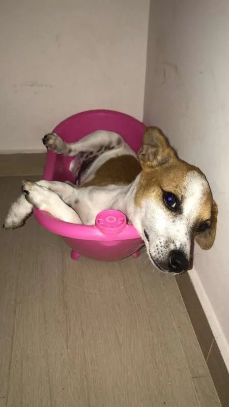 Cachorro raça VIRA LATA idade 2 a 6 meses nome CEDRINHO