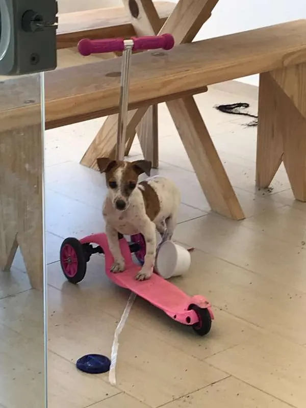 Cachorro raça VIRA LATA idade 2 a 6 meses nome CEDRINHO
