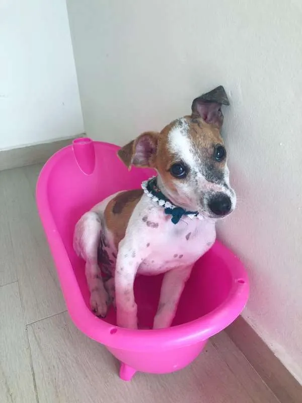 Cachorro raça VIRA LATA idade 2 a 6 meses nome CEDRINHO