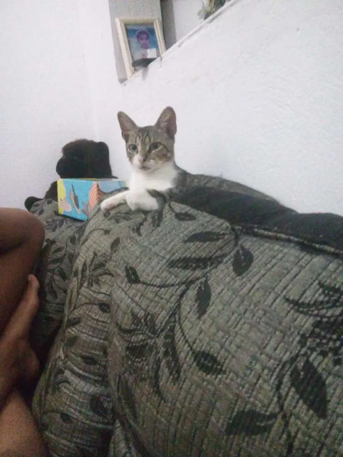 Gato ra a Vira lata idade 1 ano nome Thor