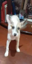 João (dado por mim)