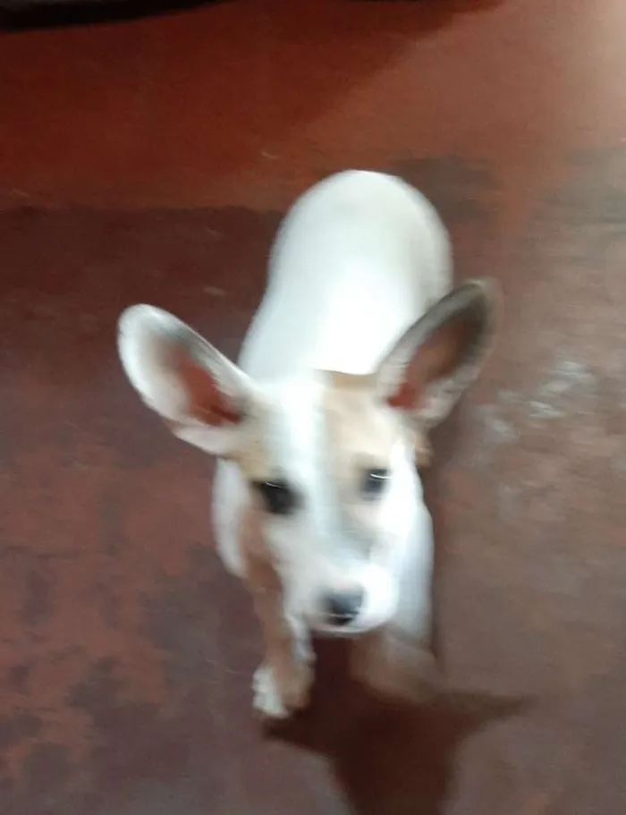 Cachorro ra a  idade 2 a 6 meses nome João (dado por mim)