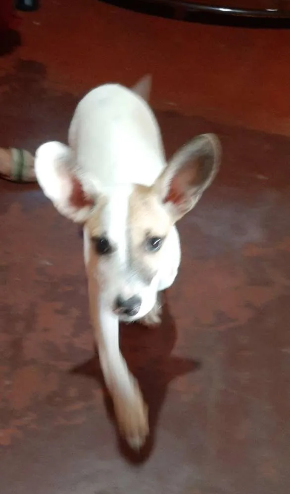 Cachorro ra a  idade 2 a 6 meses nome João (dado por mim)