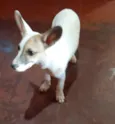 João (dado por mim)