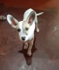 João (dado por mim)