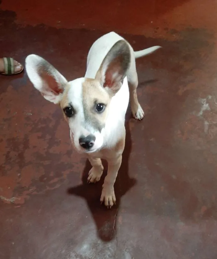 Cachorro ra a  idade 2 a 6 meses nome João (dado por mim)