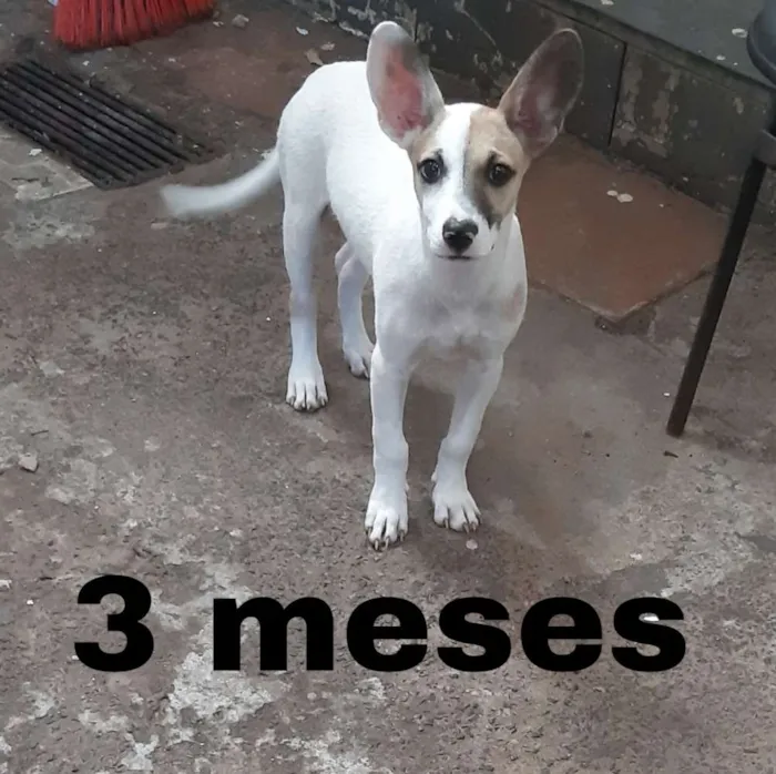 Cachorro ra a  idade 2 a 6 meses nome João (dado por mim)