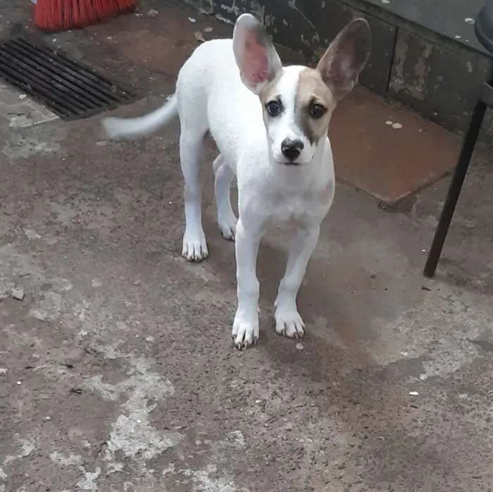 Cachorro ra a  idade 2 a 6 meses nome João (dado por mim)