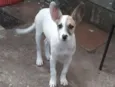 João (dado por mim)