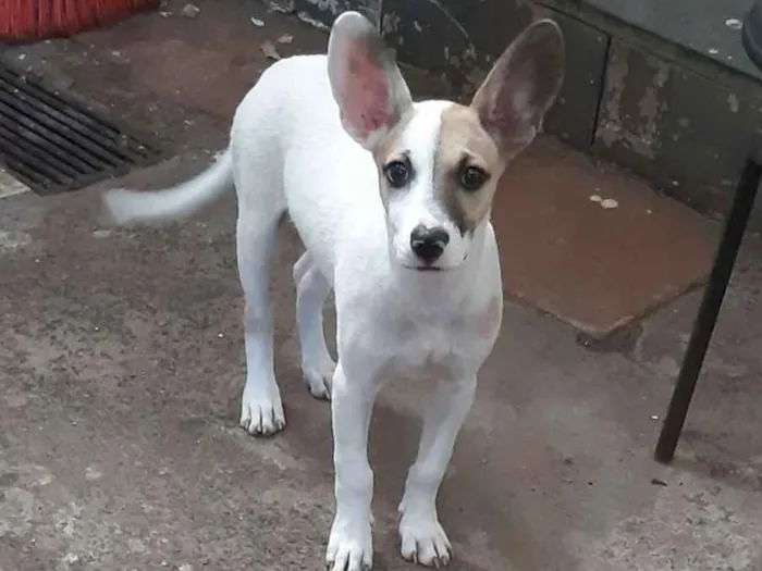 Cachorro ra a  idade 2 a 6 meses nome João (dado por mim)