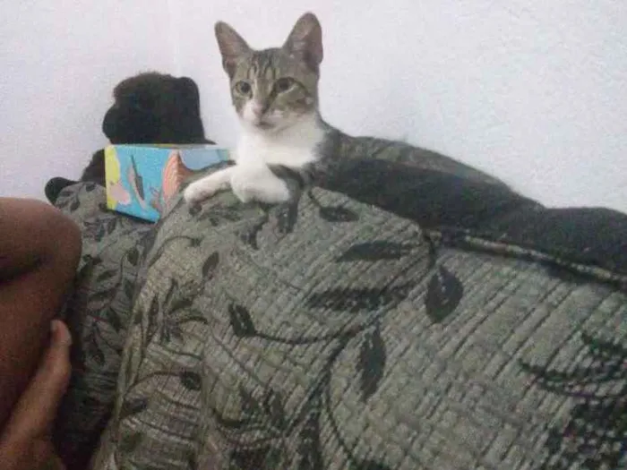 Gato ra a Vira lata idade 1 ano nome Thor