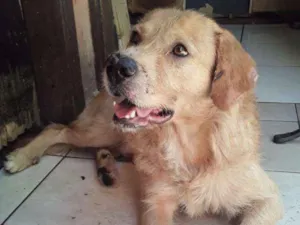 Cachorro raça MIX GOLDEN idade 3 anos nome DINGO