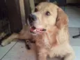 DINGO
