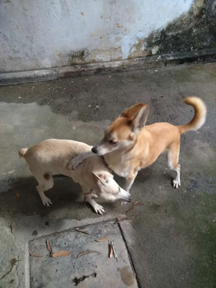 Cachorro ra a Sem raça definida idade 6 ou mais anos nome Laila lobinho irmãos