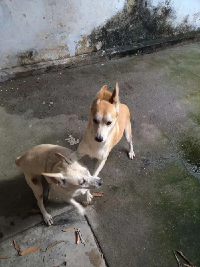 Cachorro ra a Sem raça definida idade 6 ou mais anos nome Laila lobinho irmãos