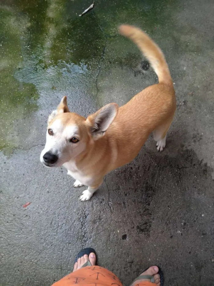 Cachorro ra a Sem raça definida idade 6 ou mais anos nome Laila lobinho irmãos