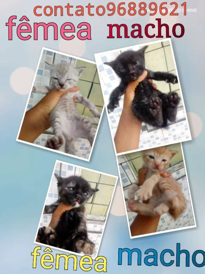 Gato raça Srd idade Abaixo de 2 meses nome Sem nomes