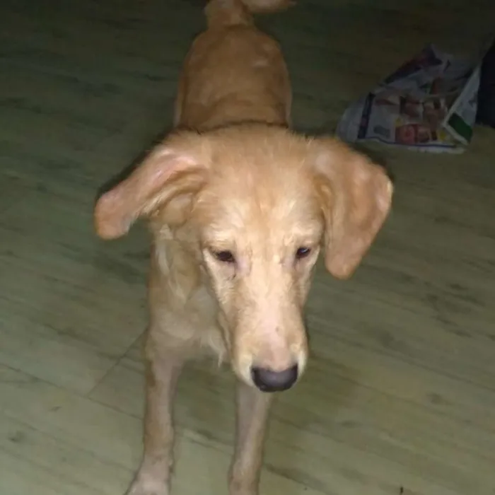 Cachorro ra a SRD idade 2 a 6 meses nome Brian