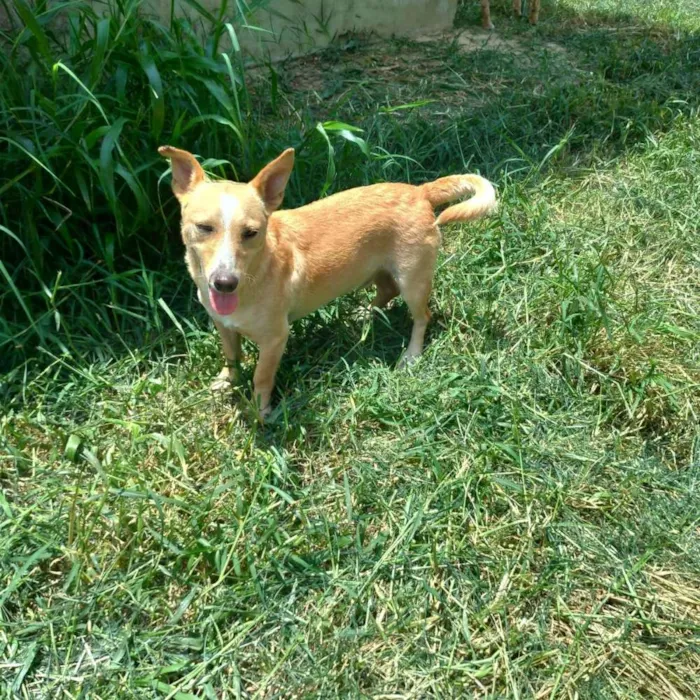 Cachorro ra a SRD idade 2 anos nome Pitico