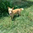 Pitico