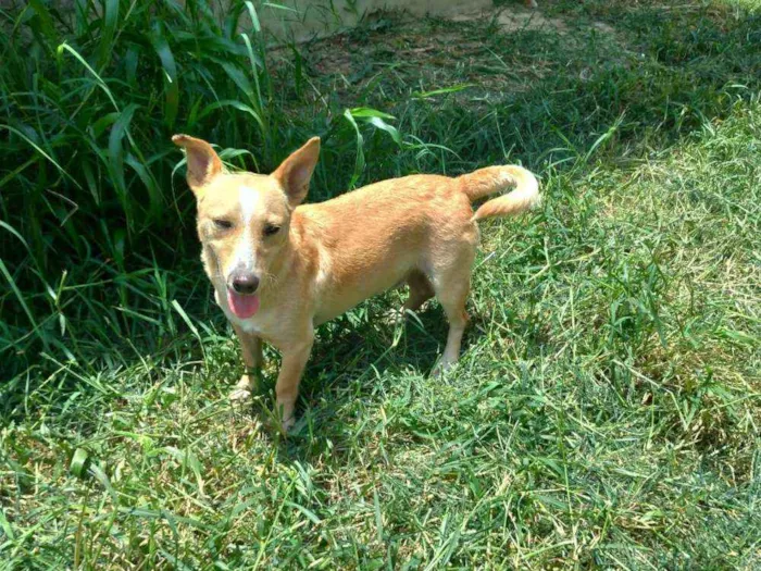 Cachorro ra a SRD idade 2 anos nome Pitico