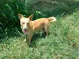 Pitico