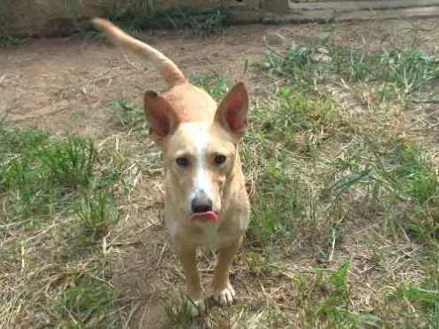 Cachorro ra a SRD idade 2 anos nome Pitico