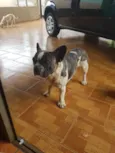 Fred